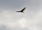 Steppebuizerd (Steppe buzzard)(buteo buteo vulpinus) Gokhturk museum 15-08-2016 (1)